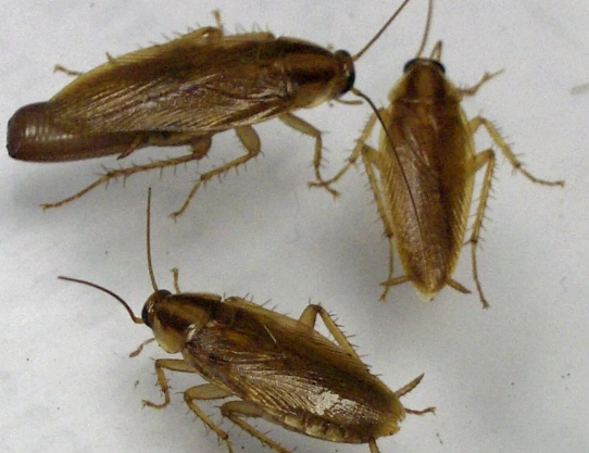 legal clause Germany