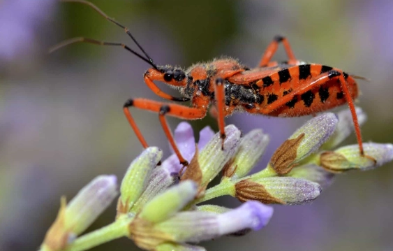 assassin bug identification