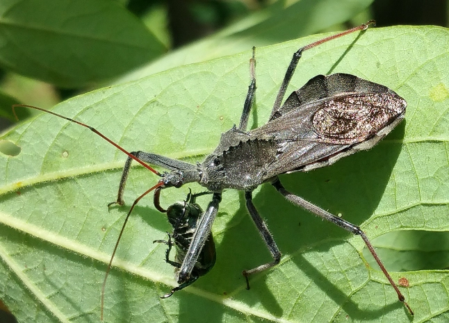 assassin bug identification