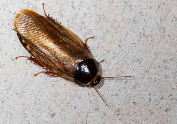 how to identify cockroaches