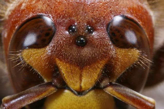 european hornet sting