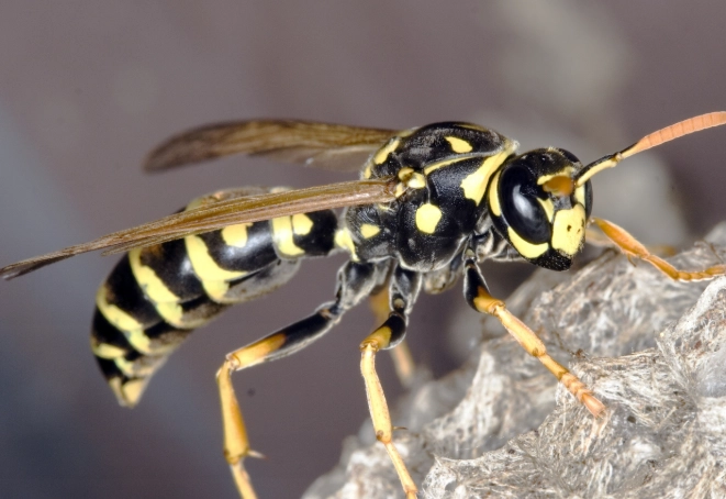 wasp nest removal