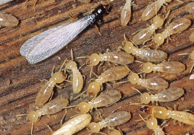 drywood termites