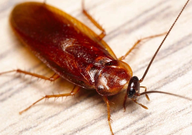 Types of Cockroaches: The 5 Most Common Species and How to Identify Them