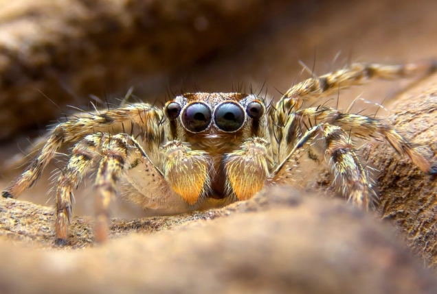 common house spiders