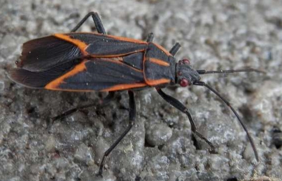 boxelder bug