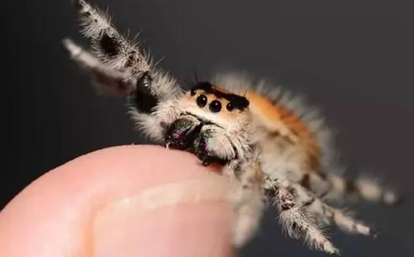 Do Jumping Spiders Bite? What to Expect and How to React