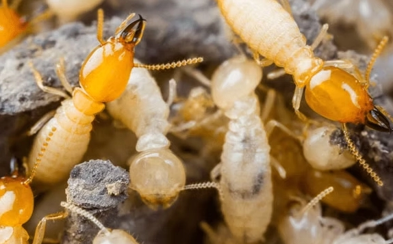 Types of Termites: Identification, Damage and Control