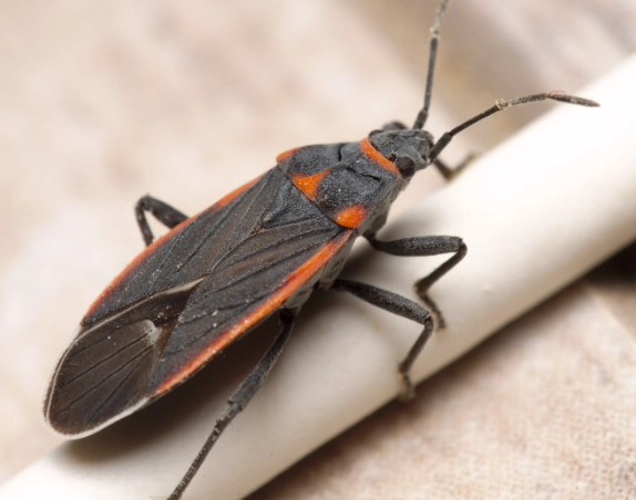 Red and Black Bugs: Identify, Risks, and Effective Control
