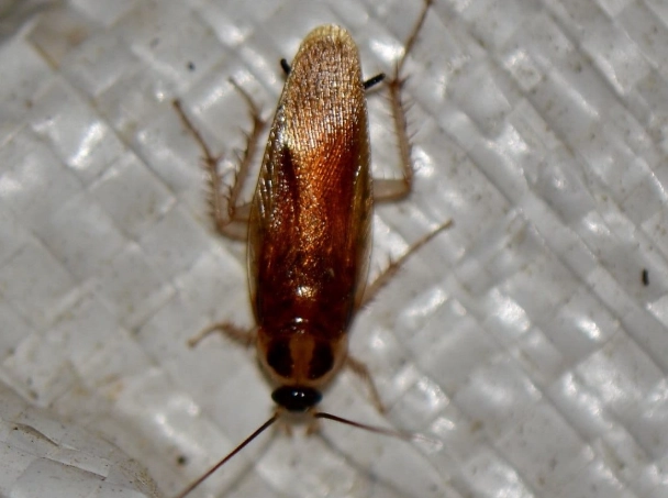 how to identify cockroaches