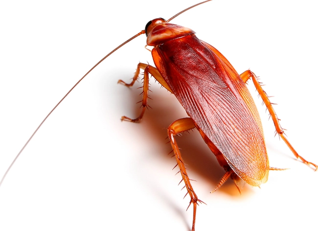 common cockroach species