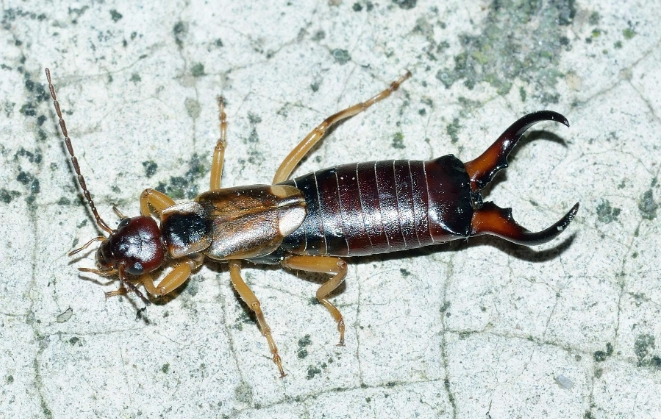 European earwig