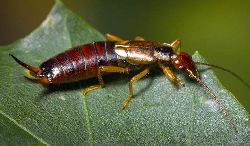 European earwig