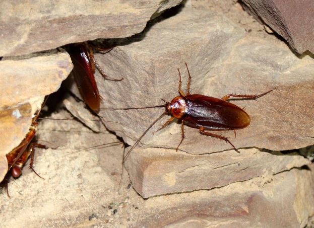 common cockroach species