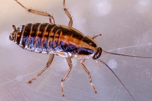 legal clause Germany