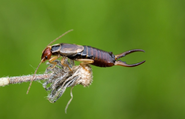 earwig identification