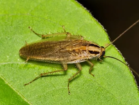 contract law Germany