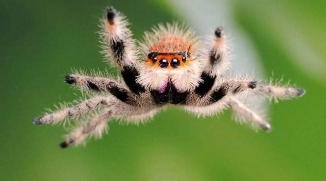 are jumping spiders dangerous