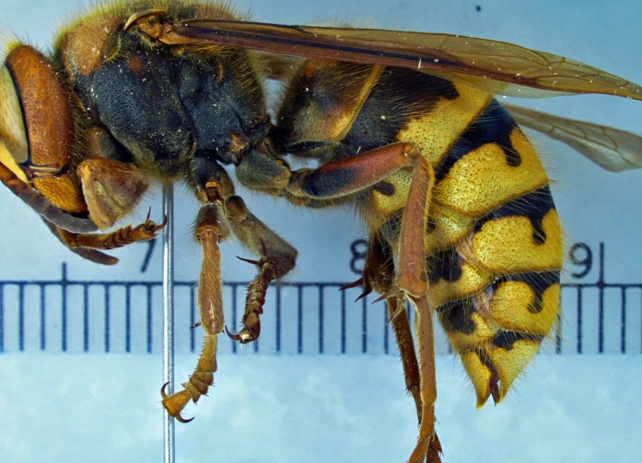 European Hornets: What They Are, Risks, and Safe Removal