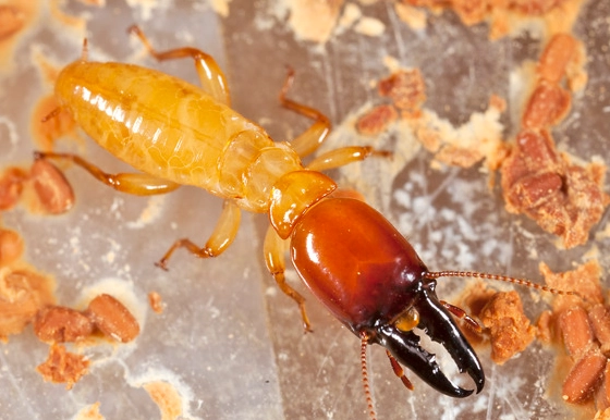 drywood termites