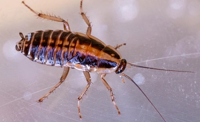 get rid of german cockroaches
