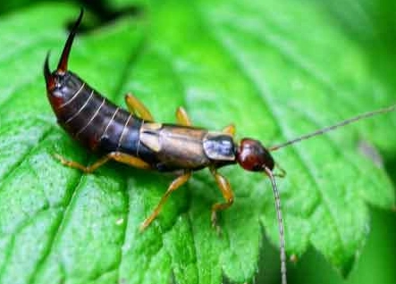 earwig control