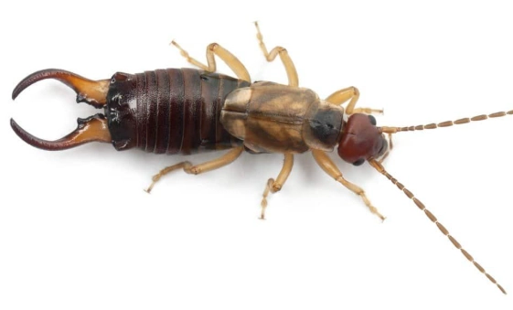earwig control