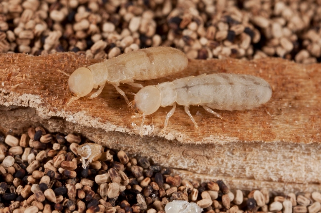 subterranean termites