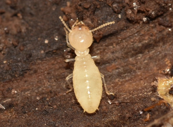 drywood termites