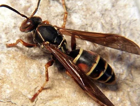 wasp identification