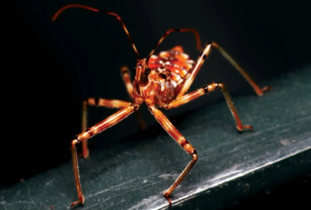 assassin bug identification