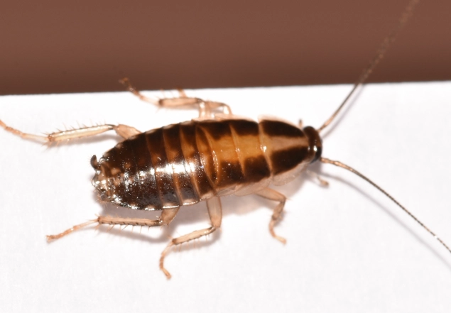 german cockroach control