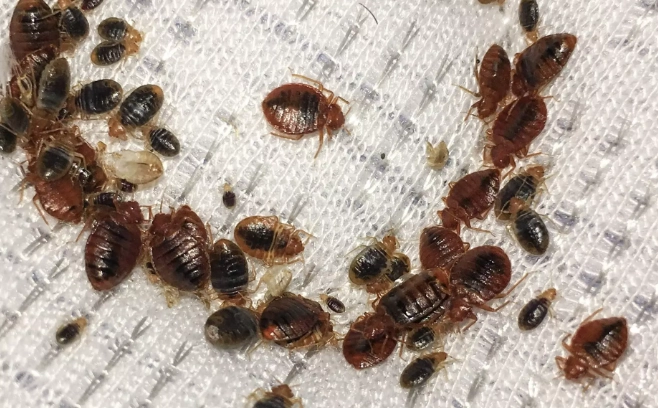 bed bug pictures