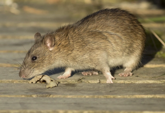 brown rat identification