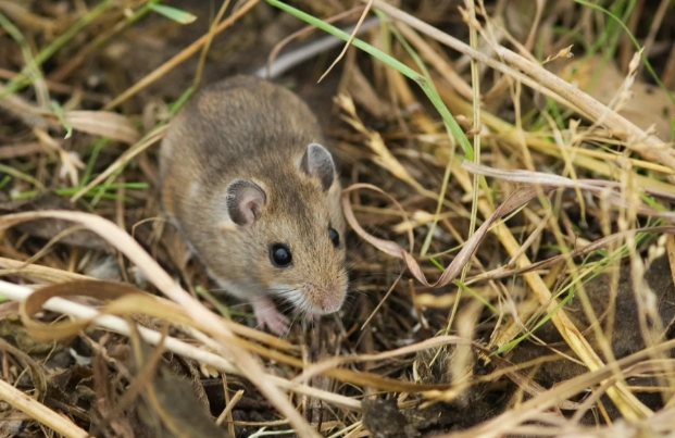 Deer Mice: The Keystone Rodent and Hantavirus Host Explained