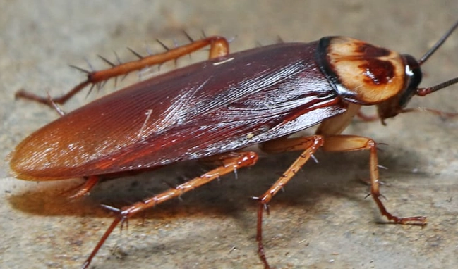Cockroach Control Mastery: Identify, Prevent, and Eliminate Infestations
