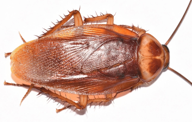 get rid of cockroaches