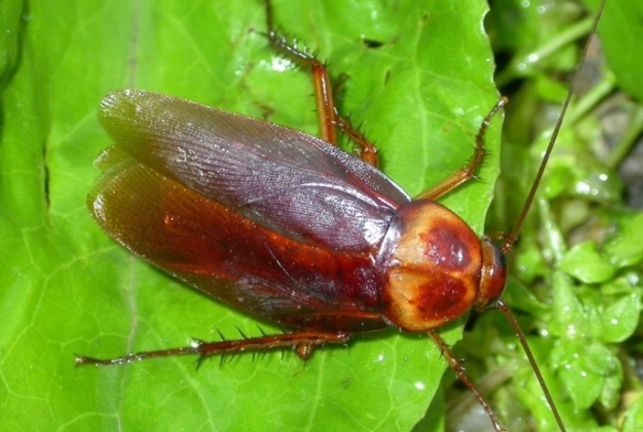 get rid of cockroaches