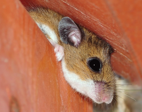 deer mice control