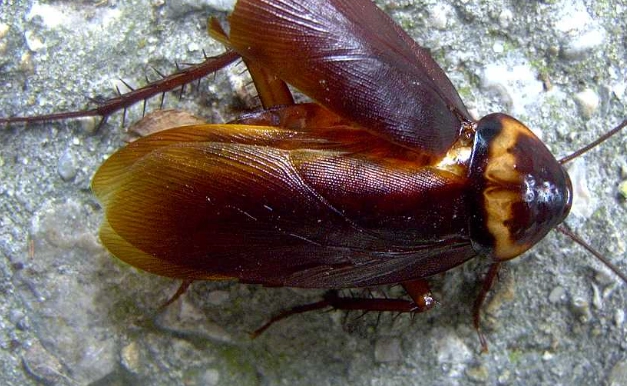 cockroach prevention