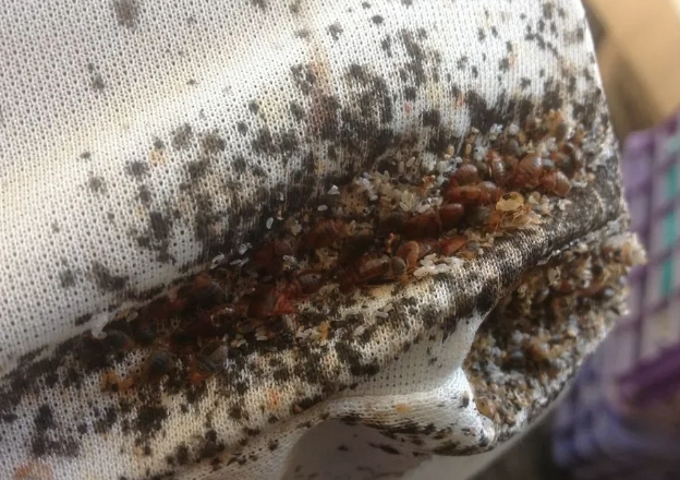 How Do You Get Bed Bugs? 7 Common Ways & How to Stop Them