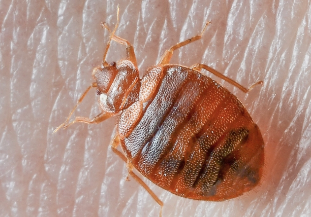 How to Eliminate Bed Bugs: Identification, Prevention, and Treatment