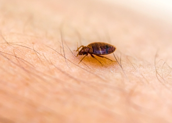 bed bug prevention