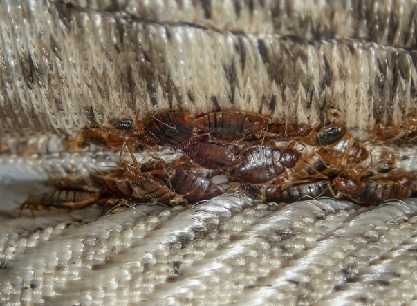 bed bug extermination