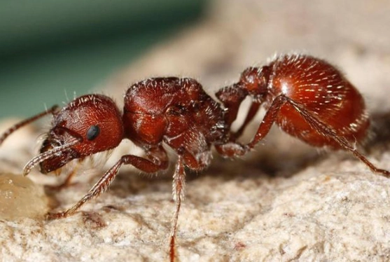 how to get rid of harvester ants