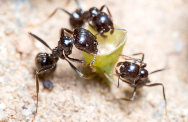 Harvester Ants: Identification, Damage, and Effective Control Strategies