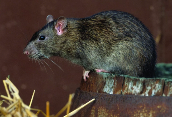 brown rat identification