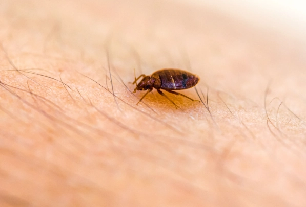 bed bug prevention tips
