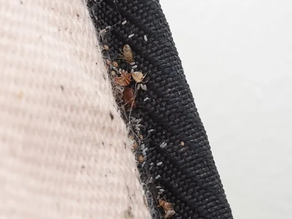 signs of bed bugs