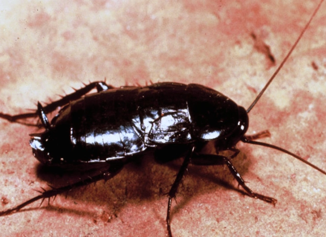 cockroach control